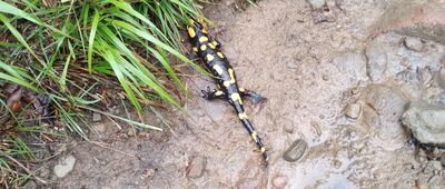Pod Szyndzielnią, odejście szlaku żółtego ↔ Przełęcz Kołowrót [Salamandra nr 1]