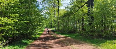 Pod Dzikowcem ↔ Dzikowiec, kolej linowa
