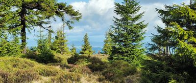 Jelenka, rozc. ↔ Sowia Przełęcz