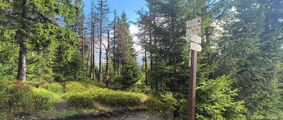 Jelenka, rozc.