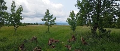 Bukowina Kłodzka, rozwidlenie