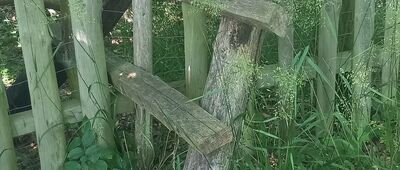 Rezerwat Cisy Staropolskie im. Leona Wyczółkowskiego