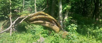 Rezerwat Cisy Staropolskie im. Leona Wyczółkowskiego ↔ Rezerwat Cisy Staropolskie im. Leona Wyczółkowskiego