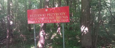 Rezerwat Cisy Staropolskie im. Leona Wyczółkowskiego