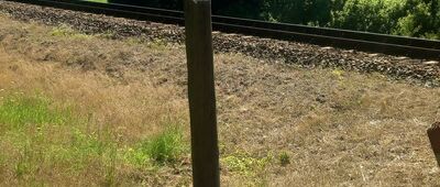 Rezerwat Cisy Staropolskie im. Leona Wyczółkowskiego