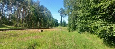 Rezerwat Cisy Staropolskie im. Leona Wyczółkowskiego