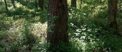 Mukrz ↔ Rozejście szlaków