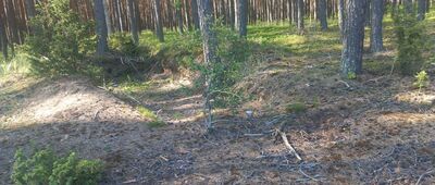 Skrzyżowanie szlaków ↔ Jezioro Wierzchucin