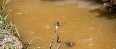 Pod Holowcem (Kopylcem) ↔ Kacwin, cmentarz