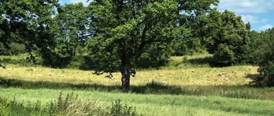 Klimontów ↔ Ossolin [Owce jak w górach]