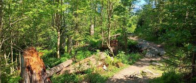 Polana Pod Wołoszynem