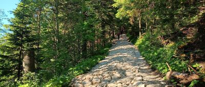 Odejście na Nosalową Przełęcz ↔ Potok Bystra