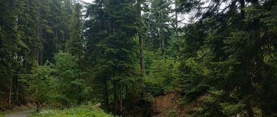 Las Złotnice, odejście niebieskiego szlaku ↔ Złatna