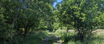 Skrzyżowanie szlaków czerwony / czarny ↔ Łężyce [Łężyce]