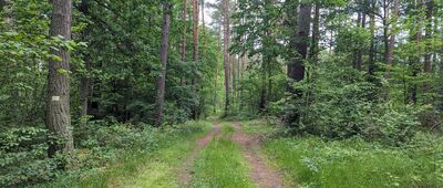 Szpęgawsk ↔ Kochanki