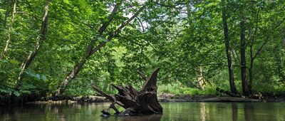 Most na Raduni ↔ Borkowo, stacja kolejowa [Rezerwat Jar Rzeki Raduni]