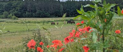 Mezowo, ul. Kiełpińska ↔ Mezowo