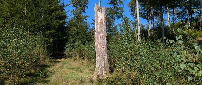 Skrzyżowanie szlaków czerwony / niebieski ↔ Odejście na Tamową Górę