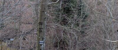 Rąty ↔ Wieżyca, Droga Kaszubska [Przejście przez strumyk niewidoczny na mapie]