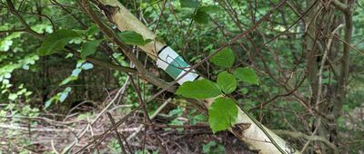 Pręgowo, ul. Strażacka ↔ Jezioro Przywidzkie [Oznaczenie szlaku]