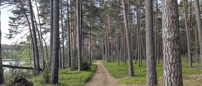 Jezioro Płęsno ↔ Jezioro Jeleń [Park Narodowy Bory Tucholskie]