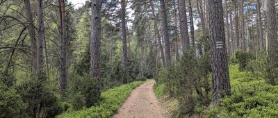 Jezioro Płęsno ↔ Jezioro Jeleń [Park Narodowy Bory Tucholskie]