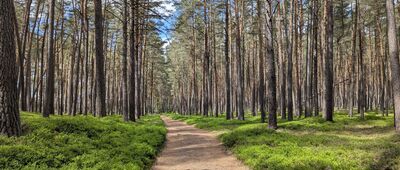 Jezioro Płęsno, rozejście szlaków ↔ Jezioro Płęsno [Park Narodowy Bory Tucholskie]