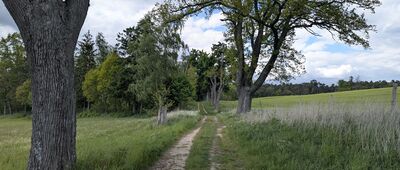 Jarcewo ↔ Rozejście szlaków [Droga do Jarcewa]