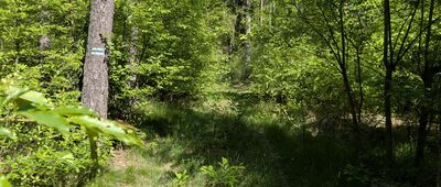 Granica Parku Narodowego ↔ Jarcewo [Szlak przed wejściem do PN bywa zarośnięty]