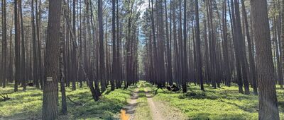 Rozejście szlaków ↔ Rozejście szlaków [Park Narodowy Bory Tucholskie]