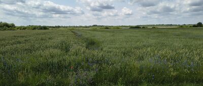 Czarny Las ↔ Kaniwola [W oddali jezioro Bikcze]