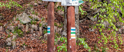 Bielawka [Rozejście szlaków Nowa Biela (na Czernicę)]