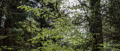 Pod Kowadłem ↔ Pod Kowadłem [Zielono-żółty szlak na Kowadło]