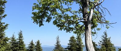 Šerák, turistická chata ↔ Pod Šerákem