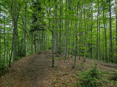 Czerwony szlak na Lubomir w okolicach Trzech Kopców 894 m n.p.m.