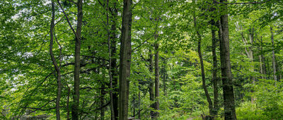 Pod Łysiną [Skrzyżowanie szlaków pod Łysiną]