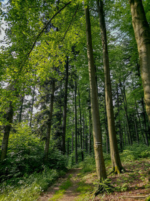 Czarny szlak na Lubomir