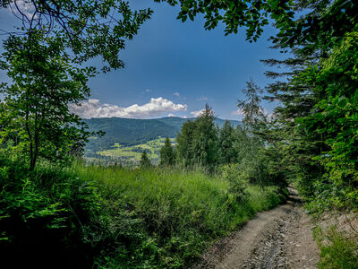 Leśna ścieżka z Kobylicy w kierunku Lubomierza
