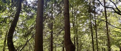 Prislop nad Bielou ↔ Pod Medziholím