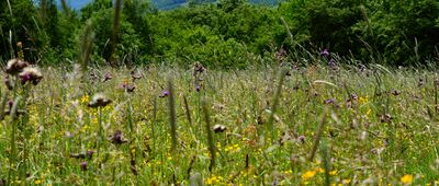 Przełęcz Beskid nad Czeremchą
