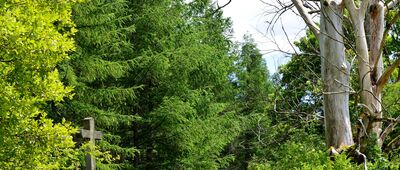 Czeremcha, skrzyżowanie