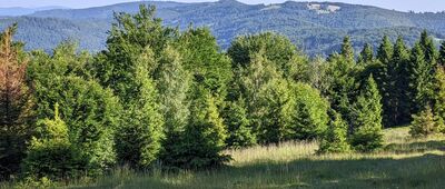 Rozejście szlaków ↔ Światowid [Beskid Śląski - Wierch Slkalnity i Kobyla(?) z Peździonki]