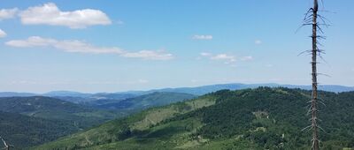 Rycerka Górna, Kolonia, odejście ścieżki spacerowej ↔ Pod Bendoszką Wielką [Na niebieski szlak - widok]