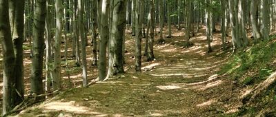 Leśny Dworek ↔ Bielawska Polanka [Pod Końską Kopą]