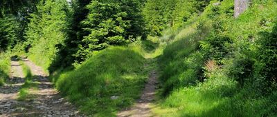 Rozdroże pod Kozią Równią ↔ Rozdoże pod schroniskiem [Odbicie szlaku pod górę]