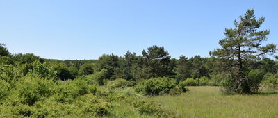 Przełęcz pod Dębim Wierchem