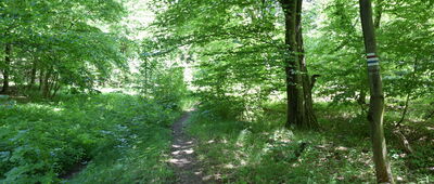 Przełęcz pod Dębim Wierchem ↔ Przełęcz Beskid nad Ożenną