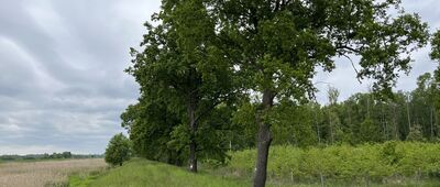 Chodolewo, kanał Kokot ↔ Żmigród, dworzec kolejowy