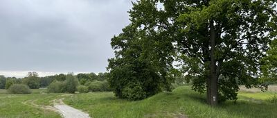 Kędzie ↔ Chodolewo, kanał Kokot