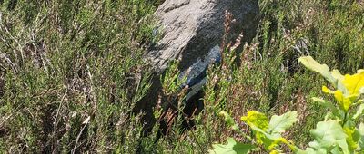 Kuroszów ↔ Kolonia Oblasy